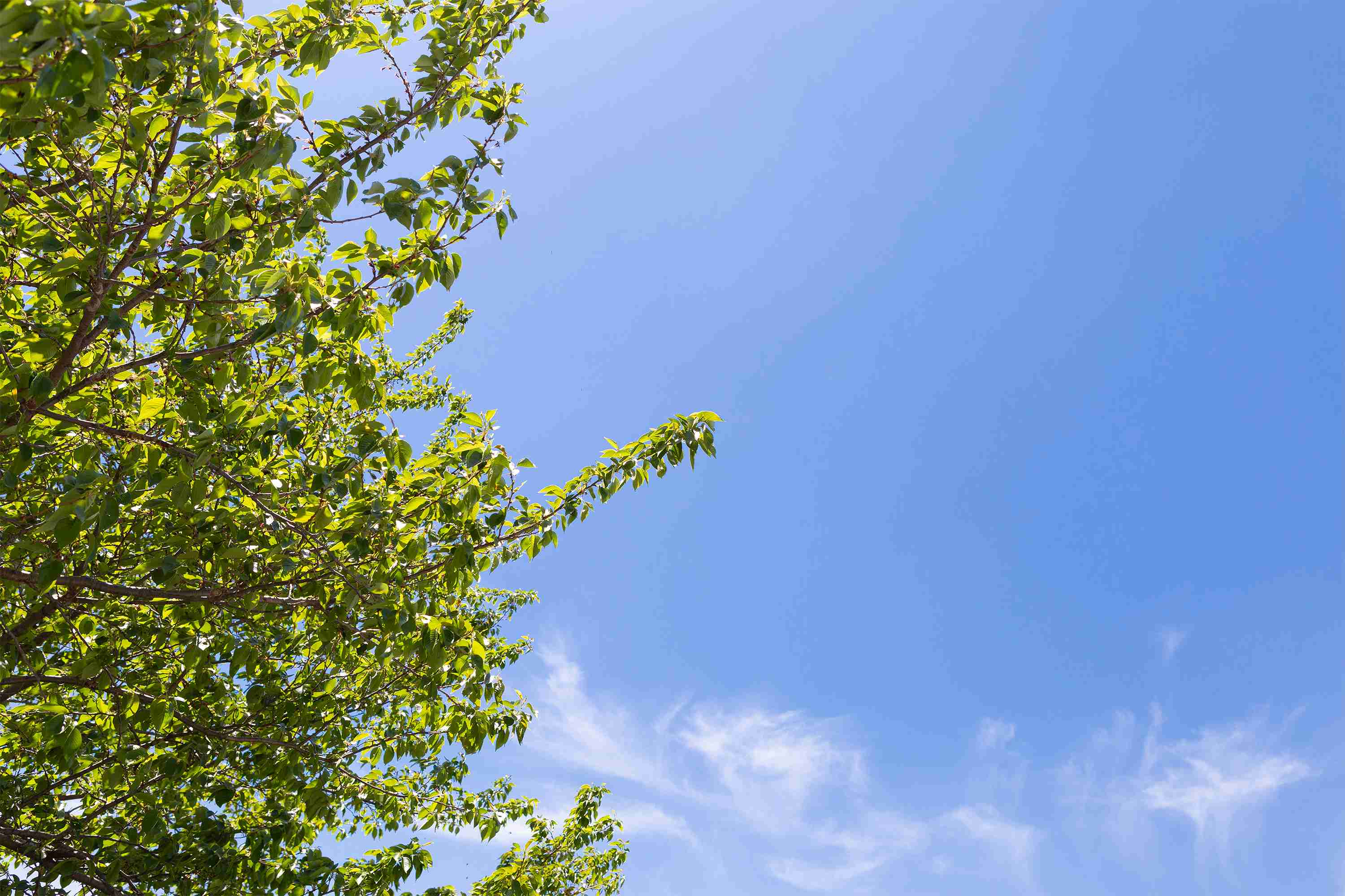 [子供たちの日常_タイトル]